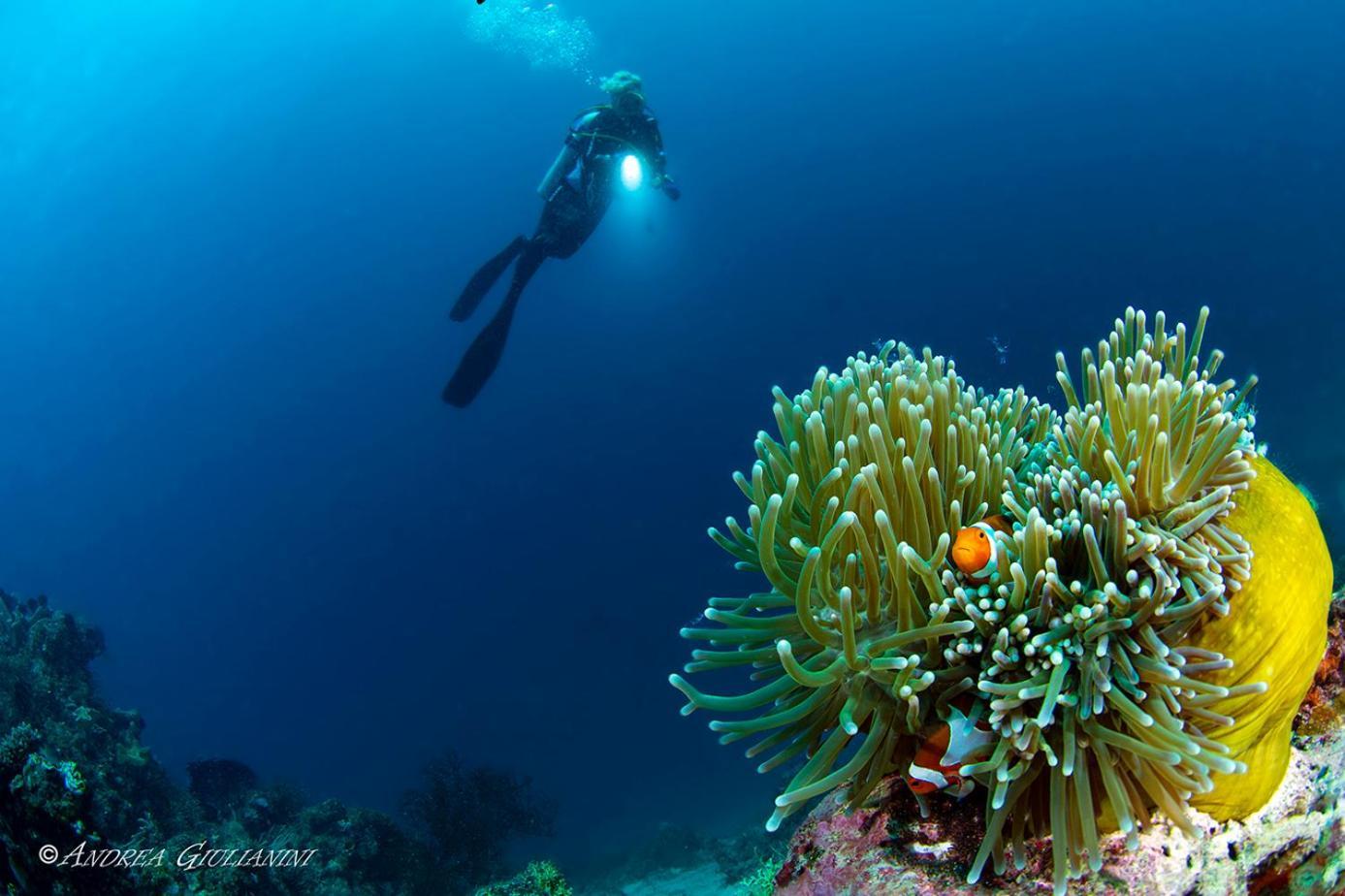 Sunset Cove Beach & Dive Resort Romblon Dış mekan fotoğraf