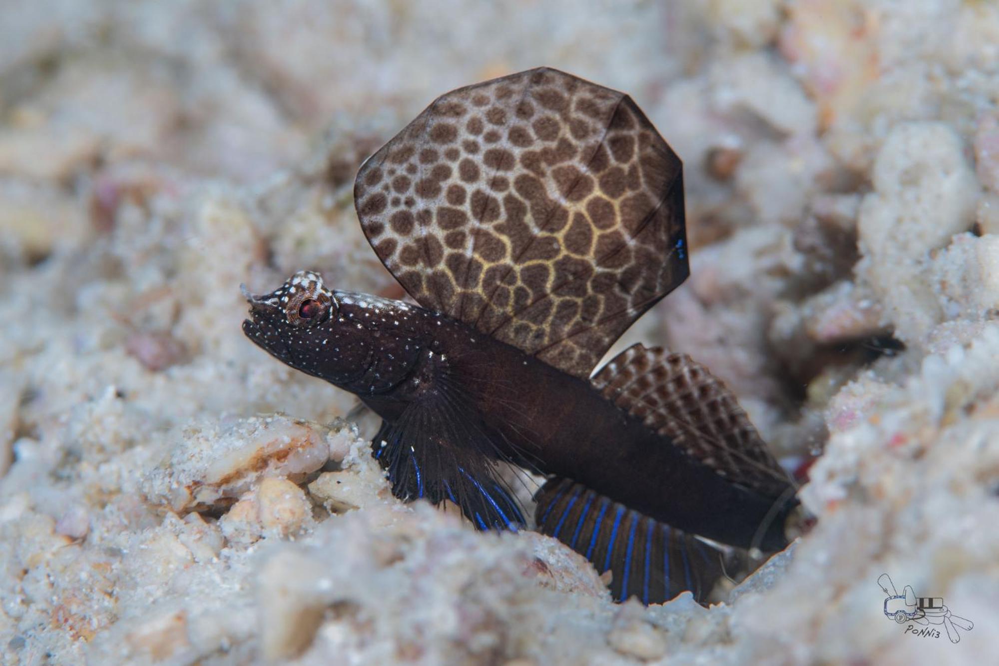 Sunset Cove Beach & Dive Resort Romblon Dış mekan fotoğraf