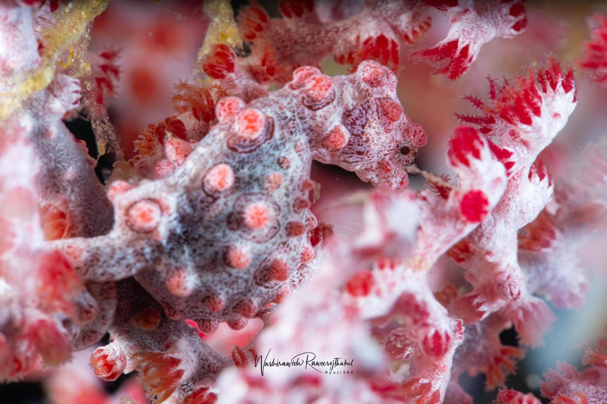 Sunset Cove Beach & Dive Resort Romblon Dış mekan fotoğraf