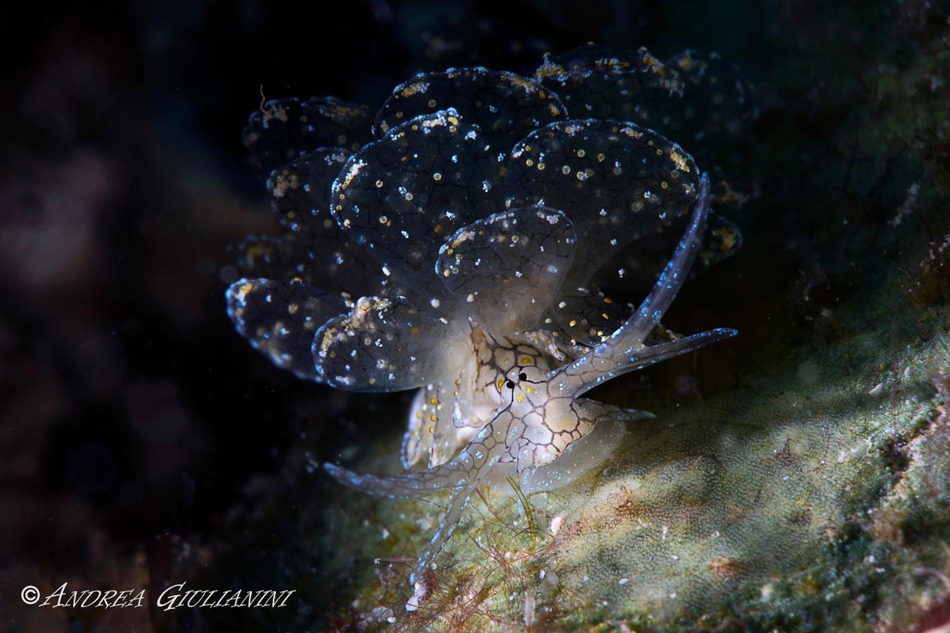 Sunset Cove Beach & Dive Resort Romblon Dış mekan fotoğraf